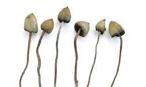 Picture of magic mushroom