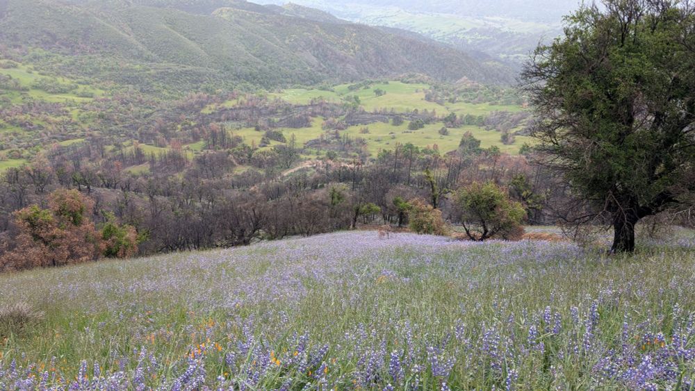 A whole dang lot of lupine flowers in a beautiful green field 