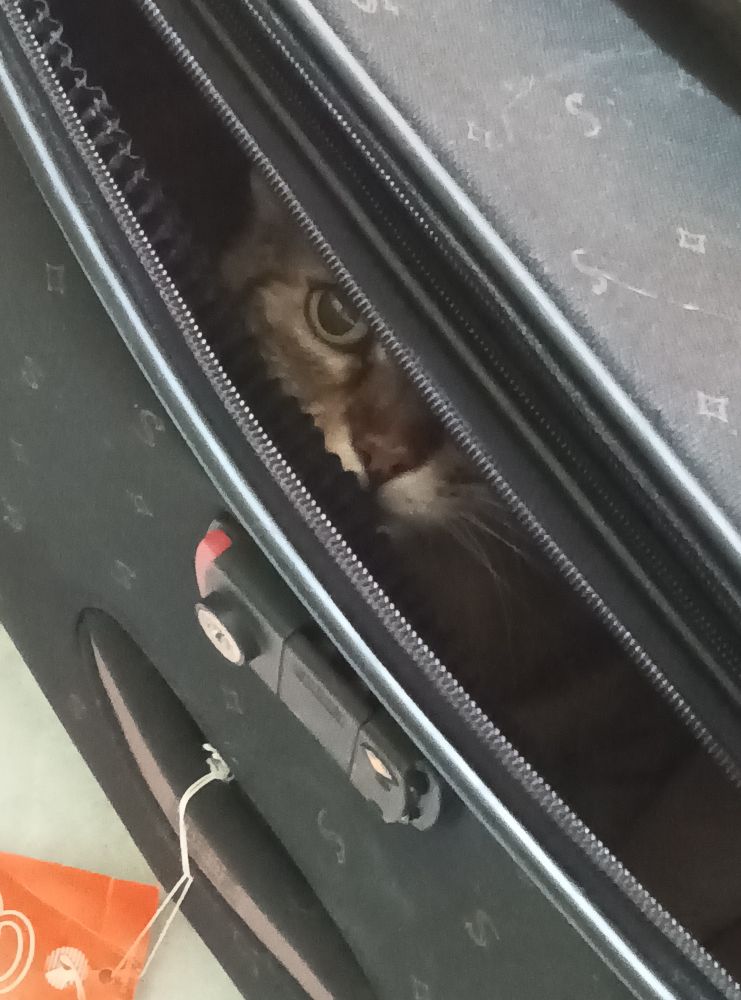 A cat peering from the opening of a suitcase