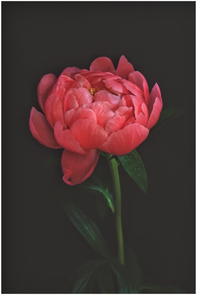A pink Dahlia against a black backdrop. Photo copyright ©Yves Broeckx 