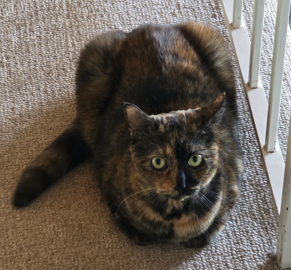 a tortoiseshell cat loafing