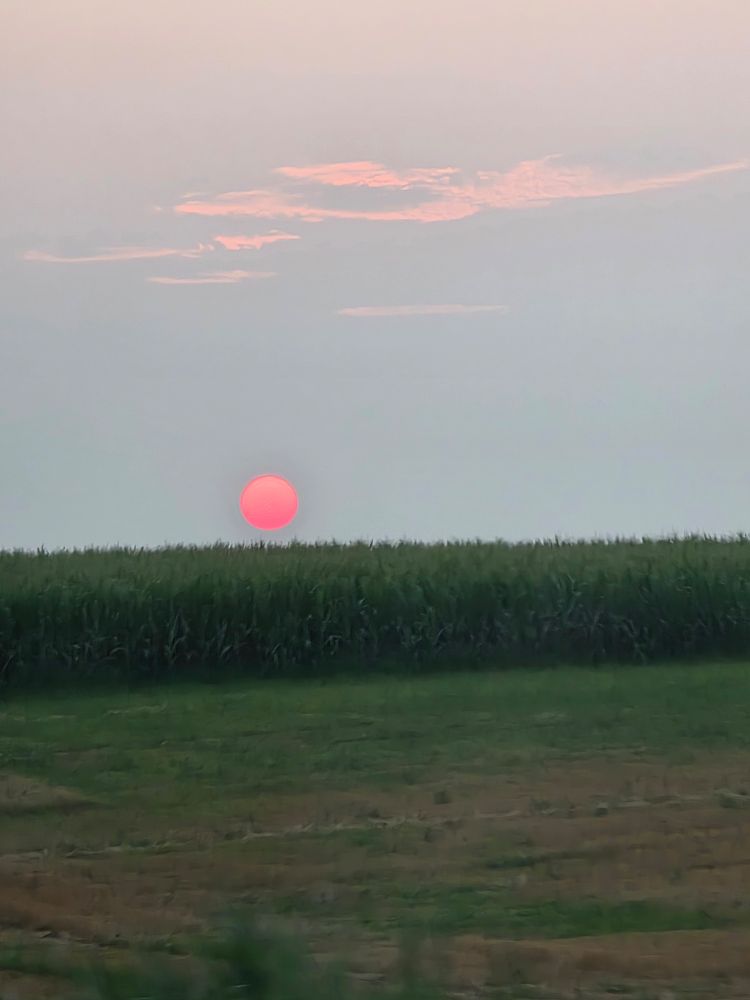 enlarged red sun (due to wildfire haze) hanging over a corn field