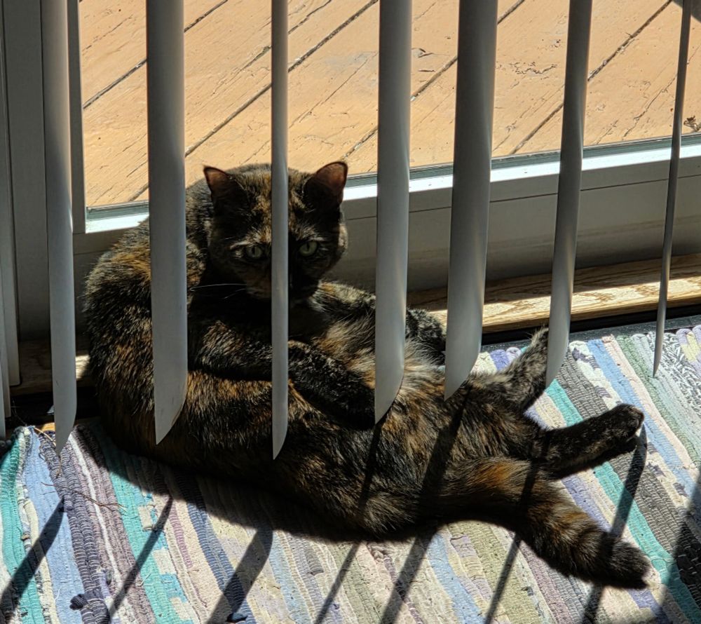 tortoiseshell cat grooming herself while wedged behind vertical blinds