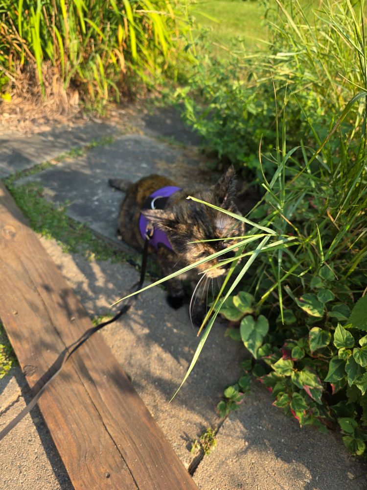 a tortoiseshell cat eating long grass outside; she is on a leash wearing a purple harness