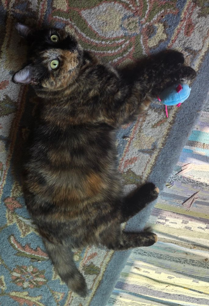 a yellow-eyed tortoiseshell cat lying on her side with a blue mouse between her paws