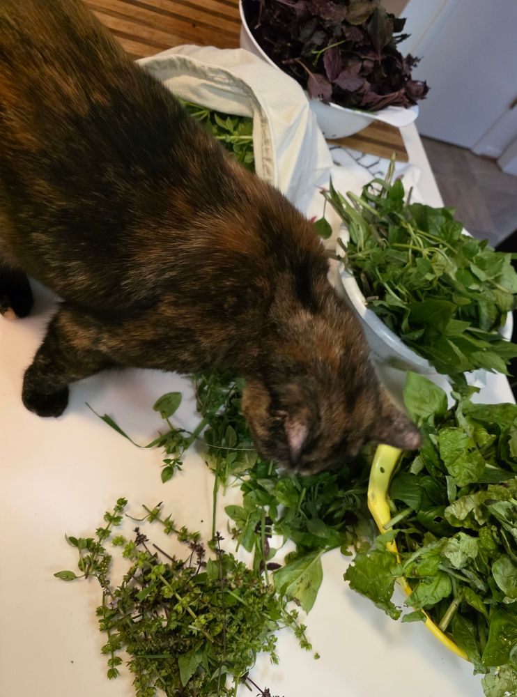 a tortoiseshell cat sniffing 4 kinds of fresh basil