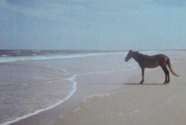 a horse on a beach stares mutely at the sea, overwhelmed by contemplating it all.