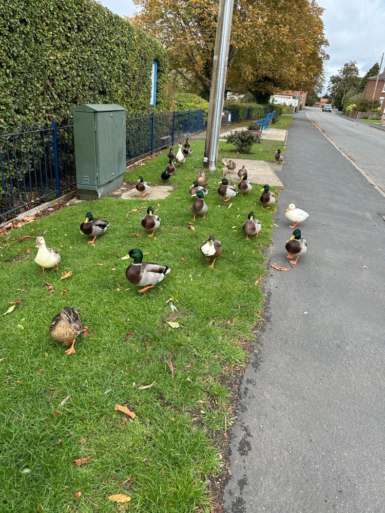 Ducks