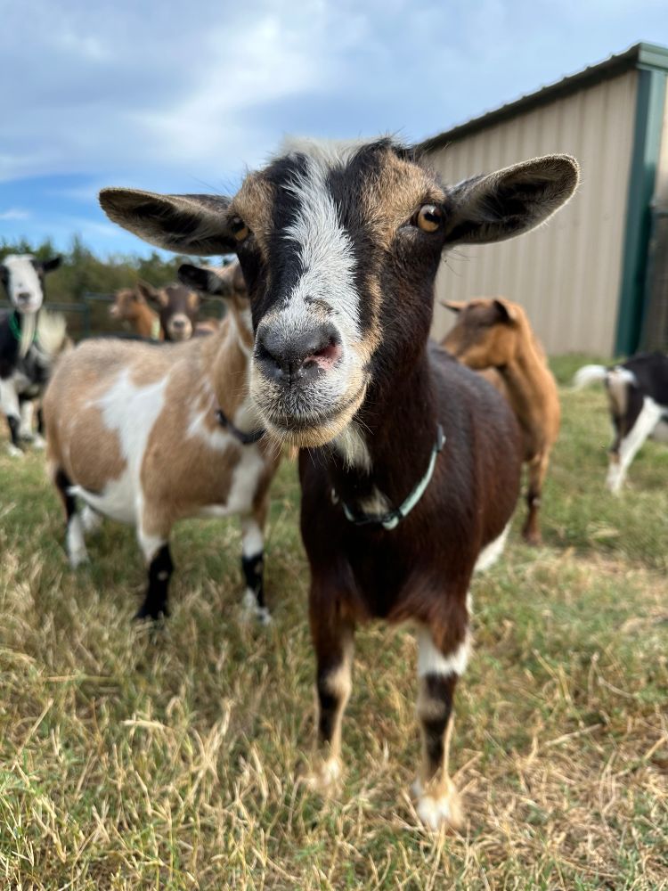 A tricolor goat stands in a field, with additional goats behind her.