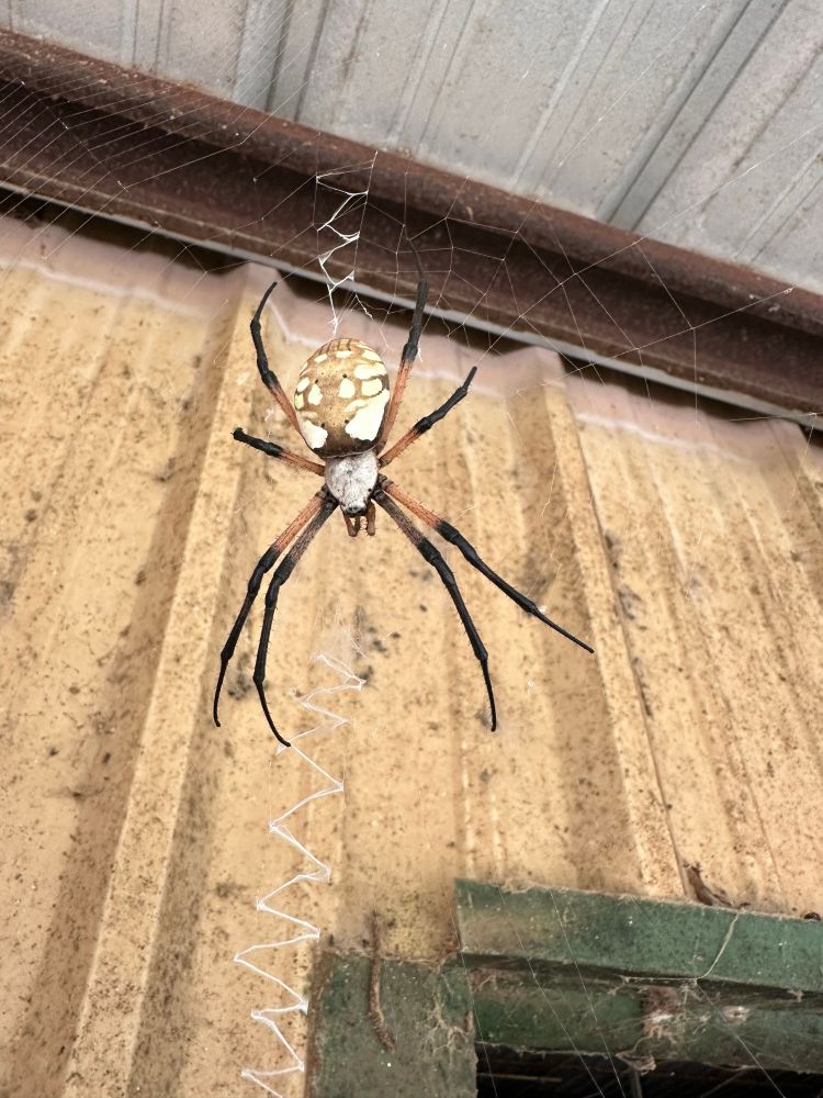 A large black and yellow orb weaver spider sits in the middle of her web in a barn stall.