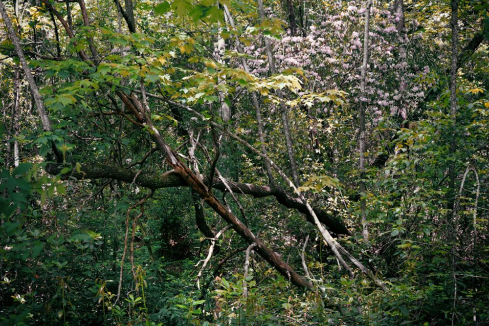 Opinion | A Jungle Grows in the Backyard
