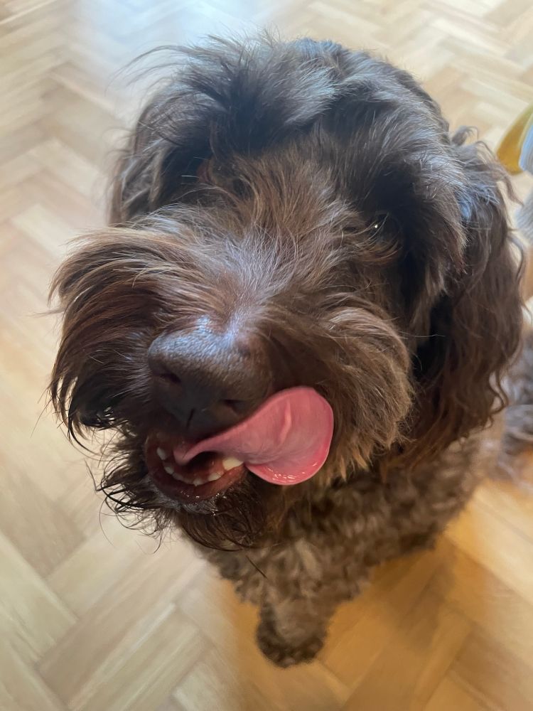 A fluffy brown dog looking up at the camera licking his lips. He has those sort of eyes that try to tell you he’s never been fed. 