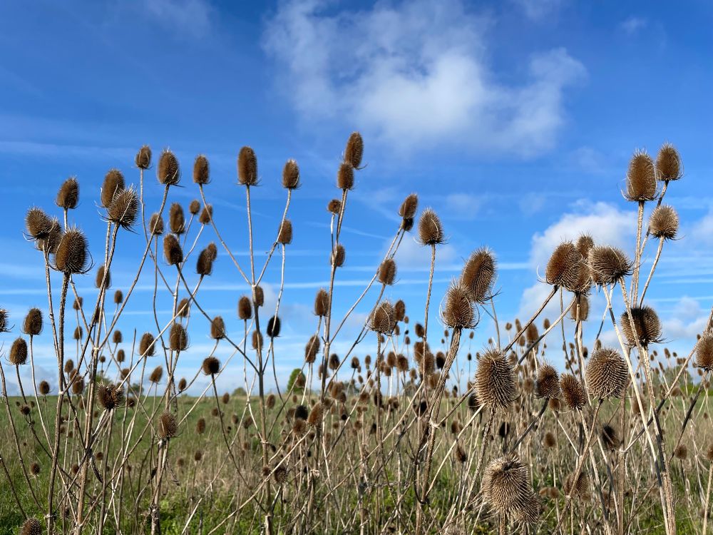 Teasels in the foreground, which are brown and bristly, not in flower yet. Behind them is a green meadow and the sky is bright blue with some fluffy clouds. 
