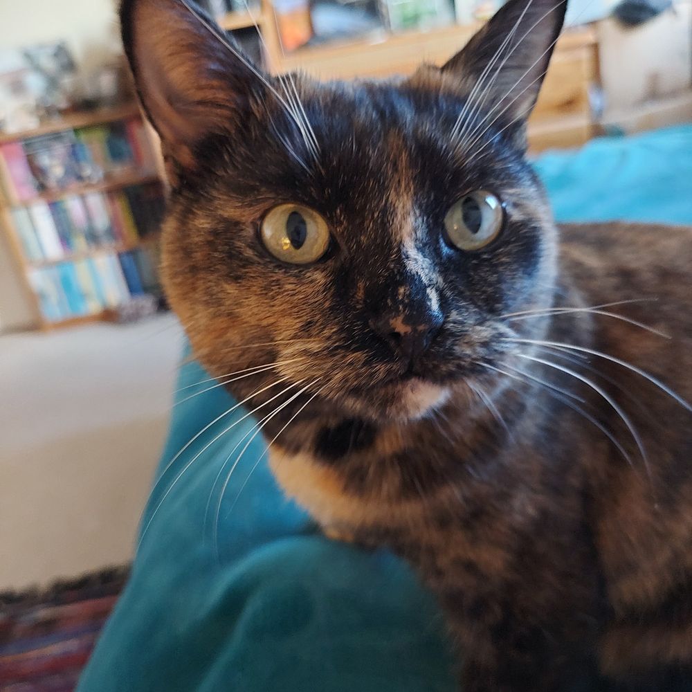 A burnished tortoiseshell cat on a turquoise blanket on a Twitch streamer. Human not shown. 