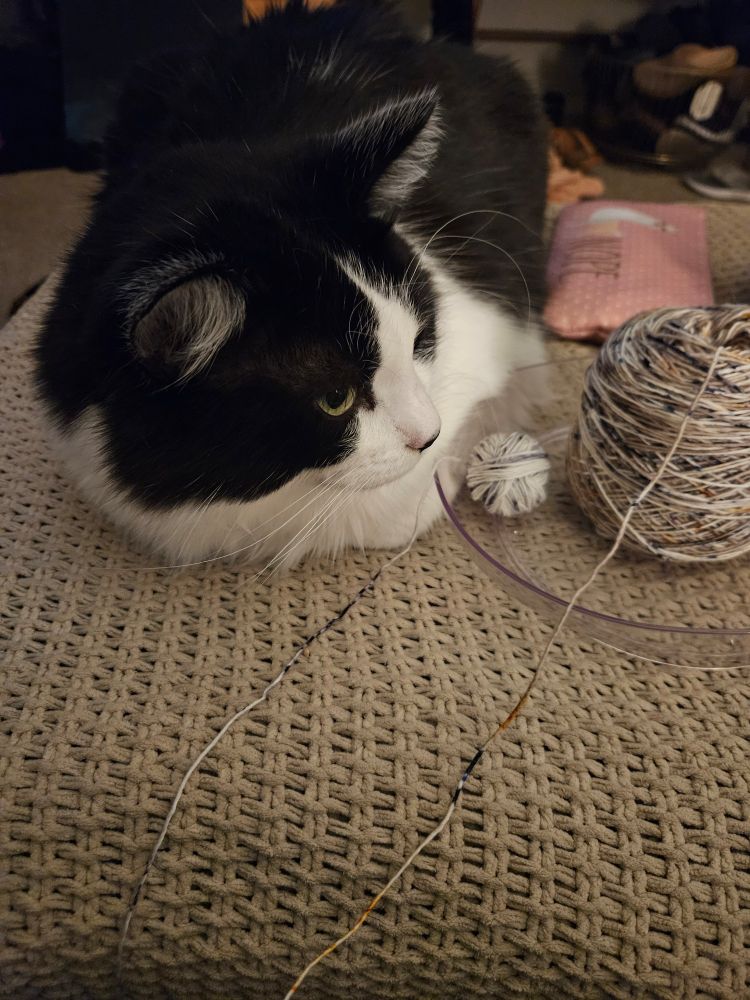 Black and white tuxedo cat sitting next to yarn. 