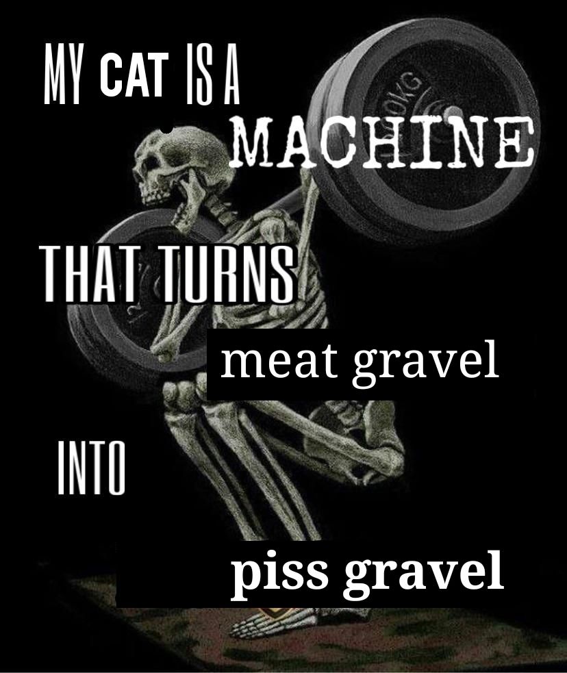 A skeleton doing barbell squats with the text "MY CAT IS A/ MACHINE/ THAT TURNS/ meat gravel/ INTO/ piss gravel"
