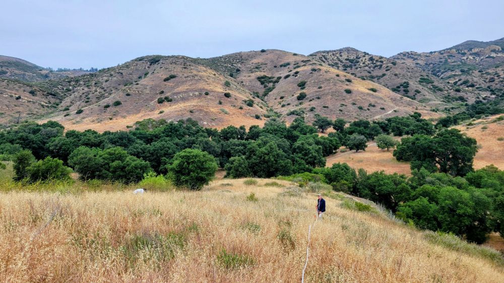 Researchers installing vegetation sampling plots in non-native dominated annual grasslands. 