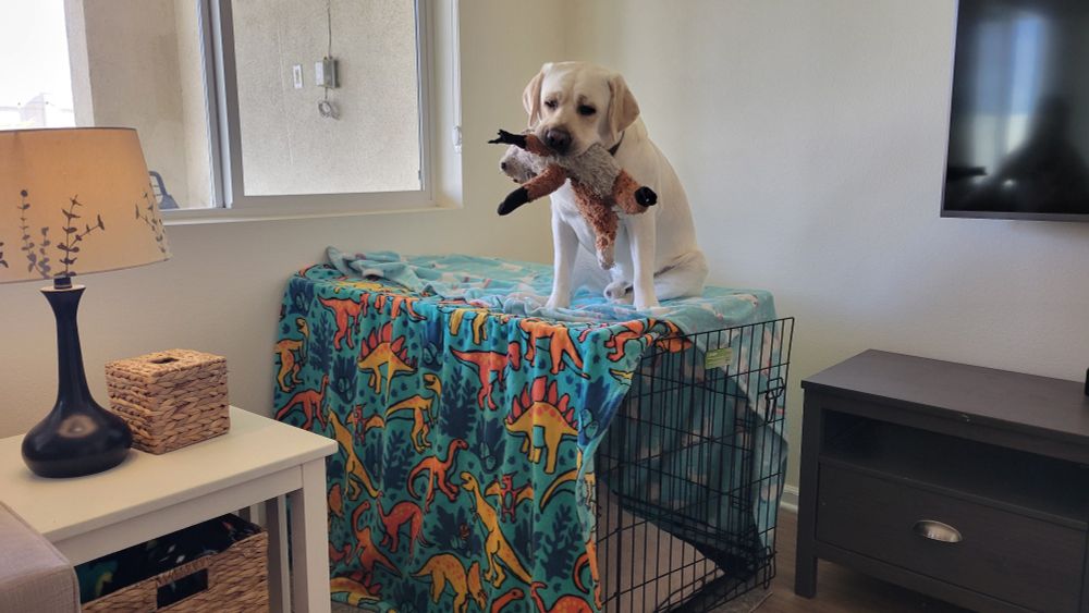 White lab sitting on top of his crate with stuffed animal in his mouth.