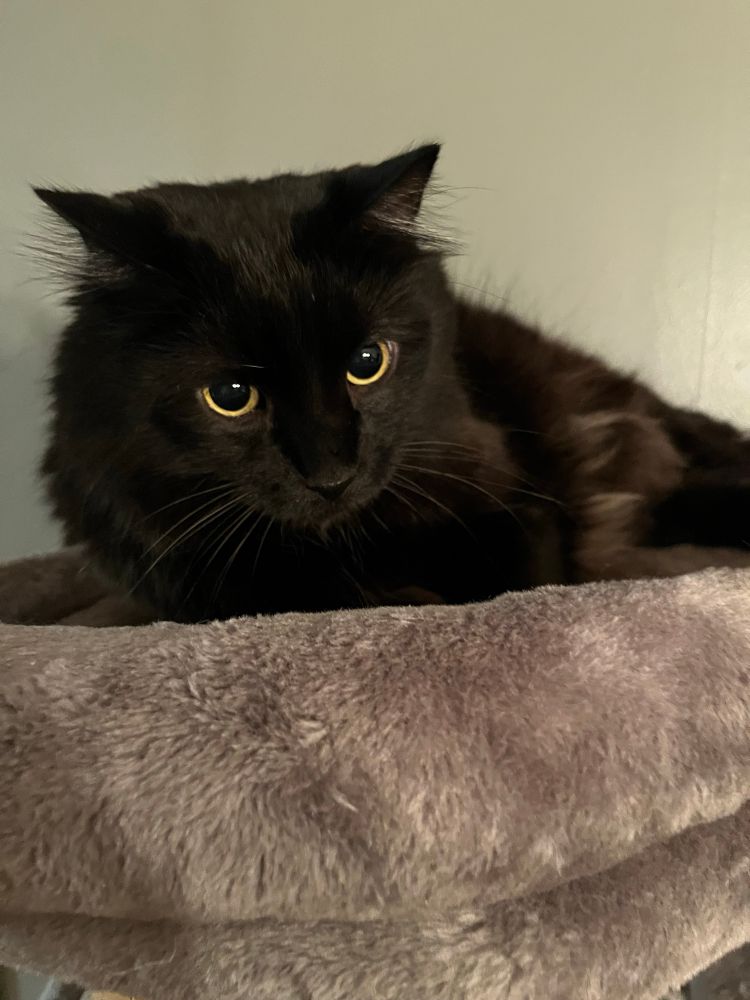 A fluffy black cat laying on a fuzzy gray platform.