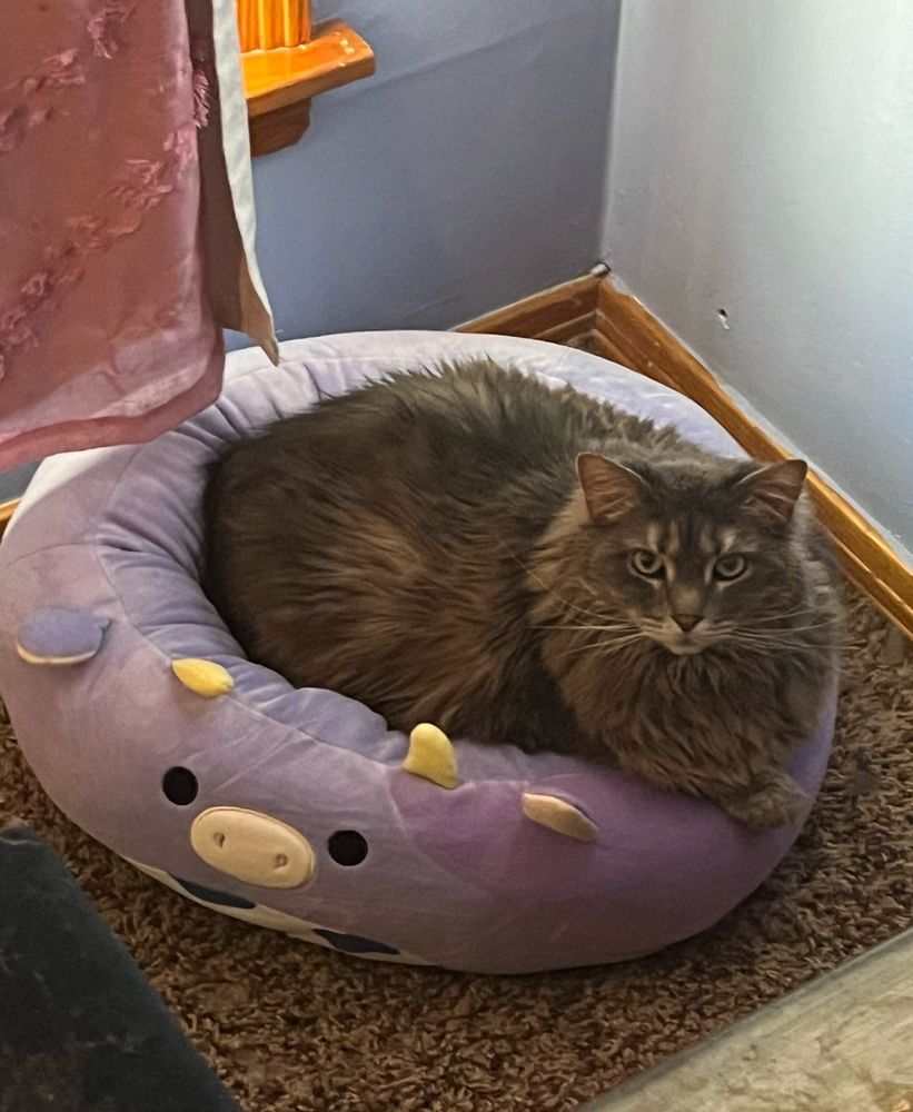 A large grey fluffy cat sitting on a purple cat bed with cow features.