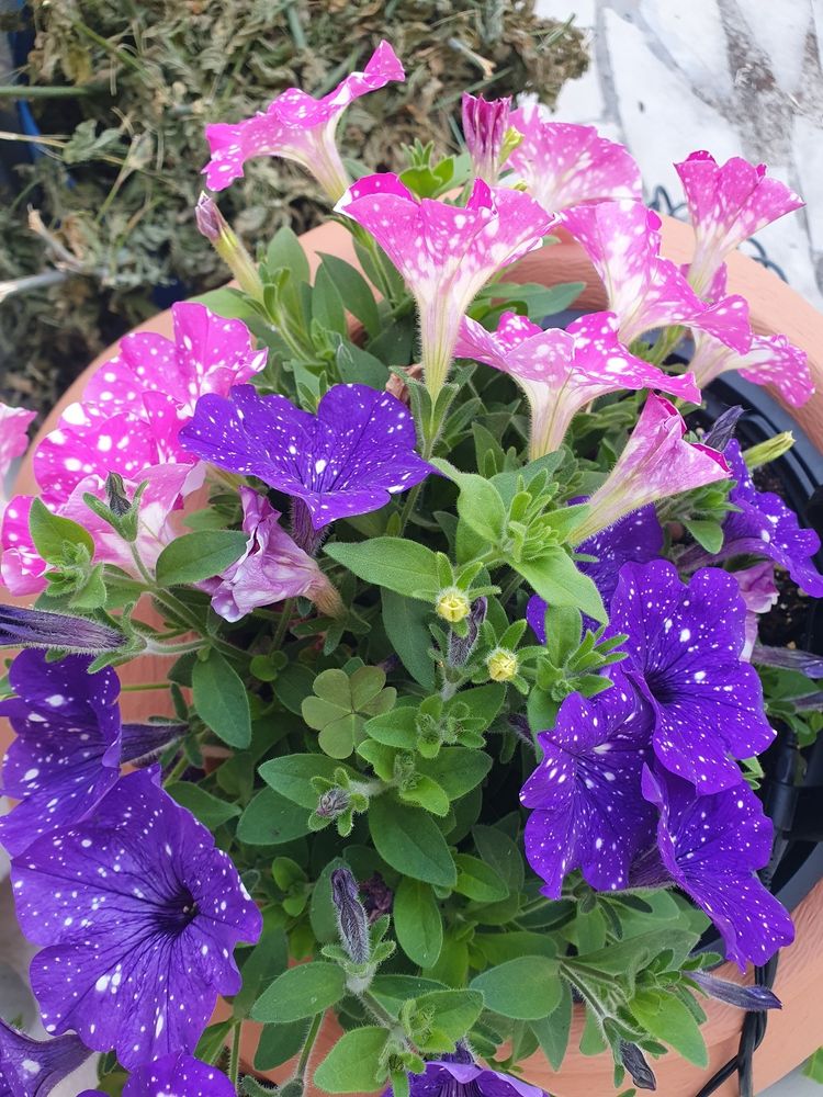 Two mingled flowering petunias, one bright pink with white dots and one deep purple with white dots