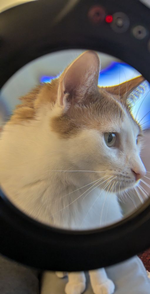 A very dumb orange cat getting his dumb self magnified