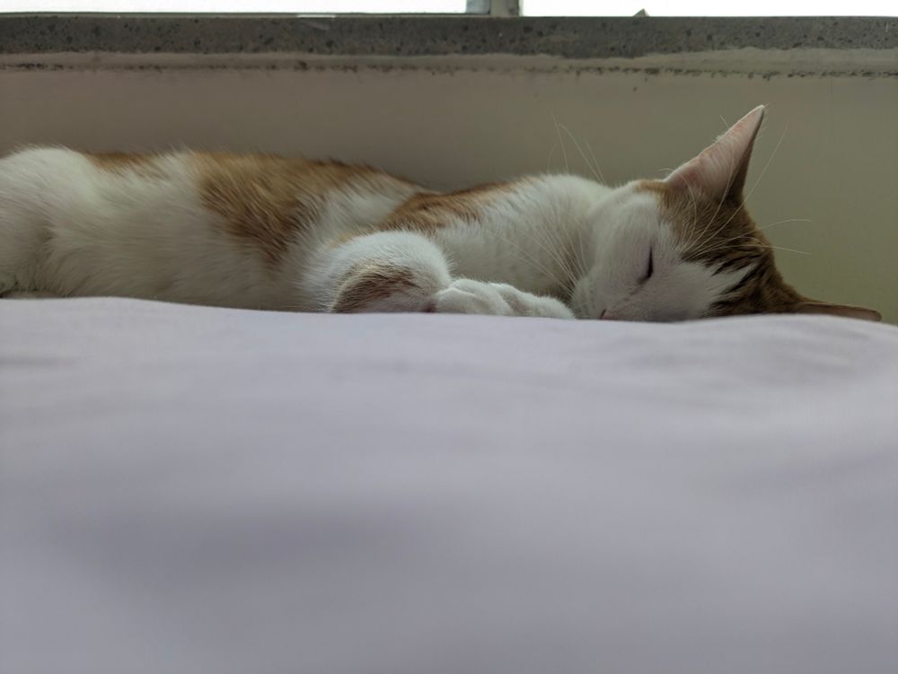 A lazy cat who refuses to get a job sleeping off a hard day of being lazy