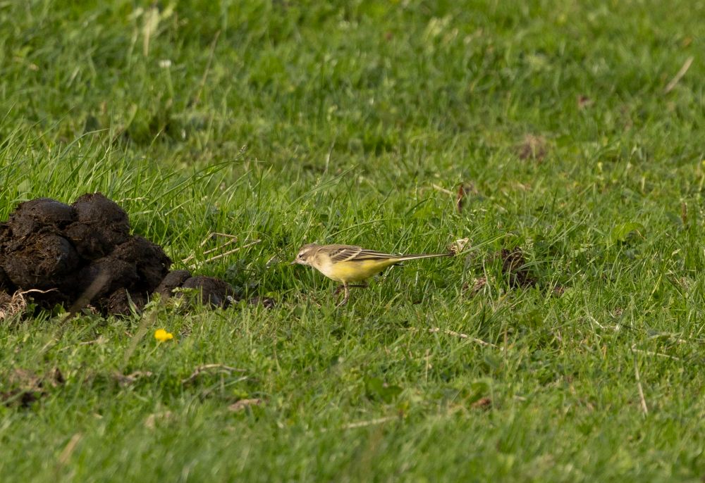 Female yellow wagtail