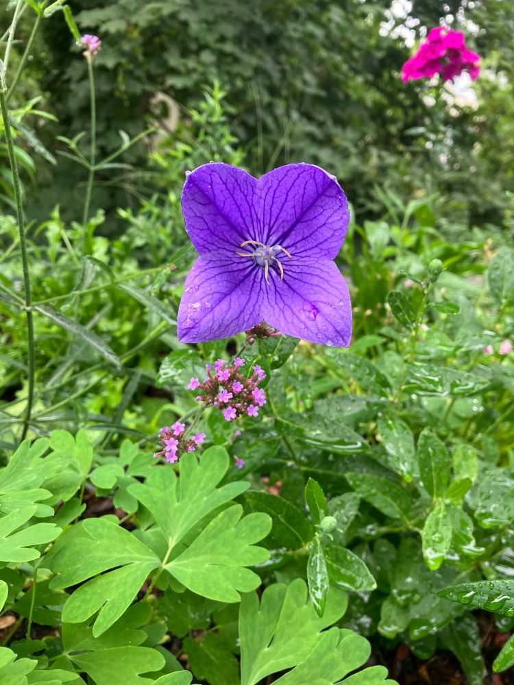 Glockenblume in Hochbett, regennass