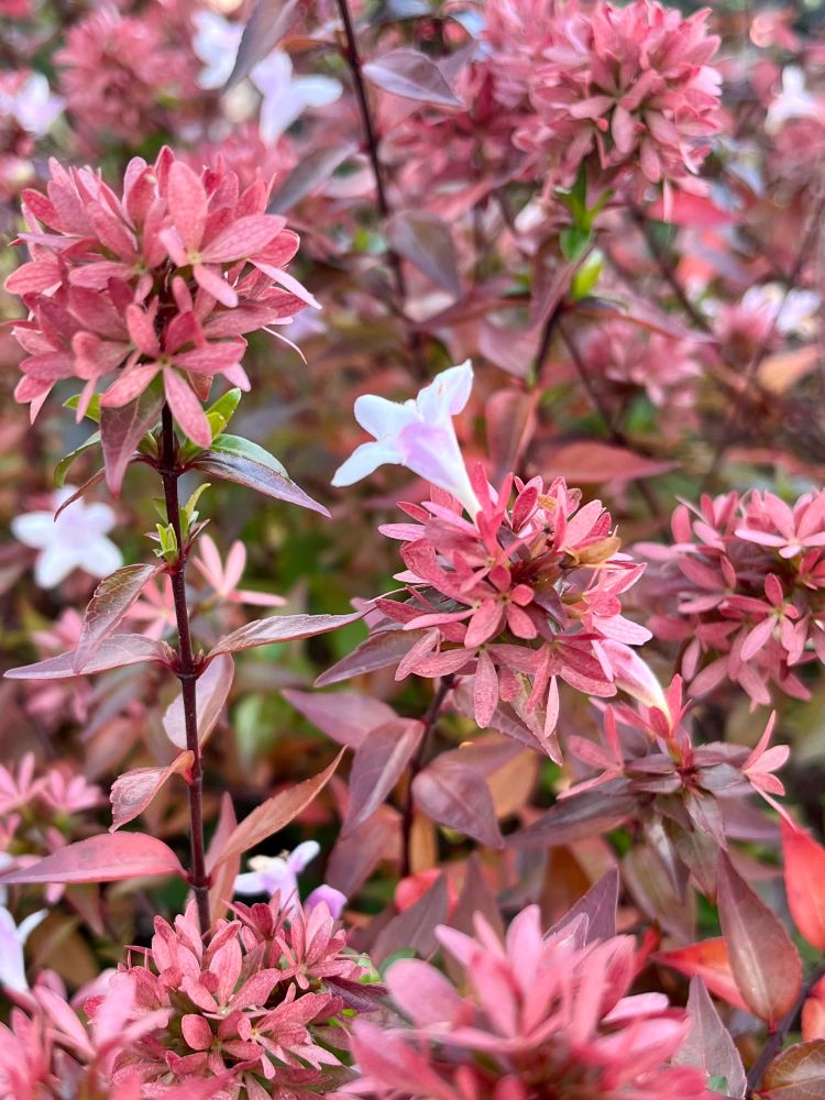 sehr kleine weiße blüte, herum komplett rote winzige blätter
