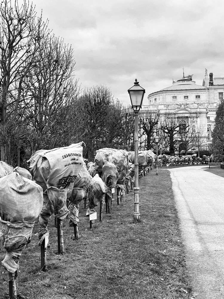 viele hochstammrosen in säcken verpackt, davor gras, eine laterne, rechts ein gehweg, im hintergrund das burgtheater