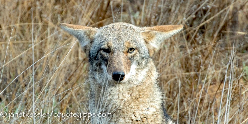 A coyote in tall grass with their ears lowered