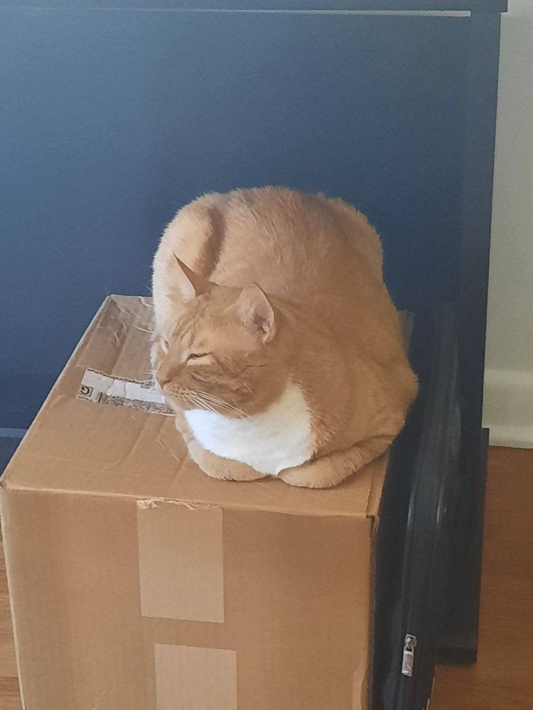 Orange cat loaf