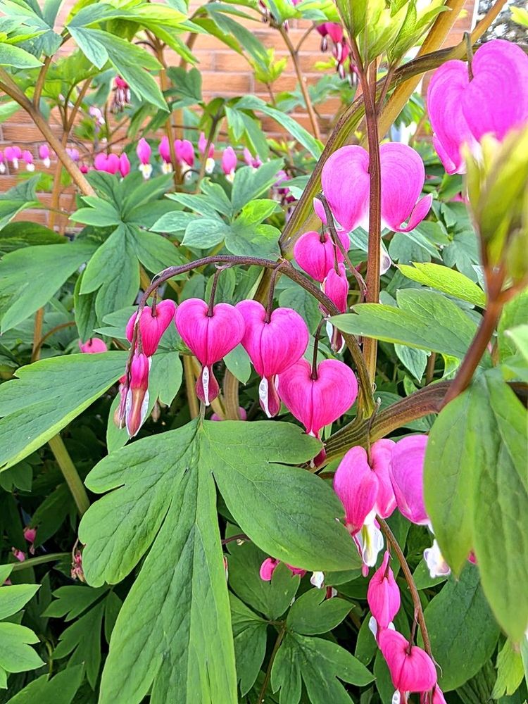 Das Bild zeigt eine Pflanze mit auffälligen Blüten in einem Garten. Hier ist eine detaillierte Beschreibung für sehbehinderte Menschen:Die Pflanze hat lange, dünne Stängel, die braun sind und leicht gebogen wirken. An diesen Stängeln hängen mehrere herzförmige Blüten, die ein leuchtendes Pink haben. Jede Blüte sieht aus wie ein kleines Herz, das nach unten hängt. Die Blüten haben eine glatte Oberfläche und sind etwa so groß wie eine kleine Münze. Am unteren Ende jeder Blüte ist ein kleiner weißer Bereich mit einem Hauch von Gelb, der wie ein Tropfen aussieht. Die Blüten hängen in kleinen Gruppen zusammen, manche direkt nebeneinander, andere etwas versetzt.Die Blätter der Pflanze sind groß, grün und haben eine fiedrige Form, ähnlich wie Ahornblätter, aber weicher und runder. Sie sind dicht aneinander und bilden einen buschigen Hintergrund für die Blüten. Die Blätter haben eine glänzende Oberfläche und sind in einem gesunden, satten Grün.Im Hintergrund ist eine Mauer aus roten Ziegelsteinen zu sehen, die teilweise von den Blättern verdeckt wird. Die Szene wirkt sonnig, da das Licht auf die Blätter und Blüten fällt und leichte Schatten wirft. Es sieht nach einem gepflegten Garten aus, der ruhig und friedlich wirkt.Die Pflanze ist eine Trampelherzen (Dicentra), auch bekannt als "Blutendes Herz", wegen der herzförmigen Blüten, die wie kleine Tropfen aussehen.