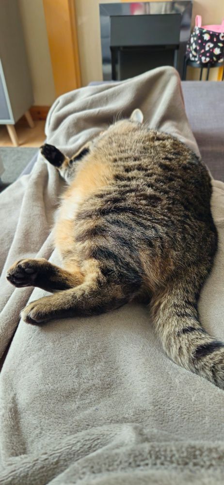 A tabby cat lying sideways on a person's legs, trapping them on the sofa!