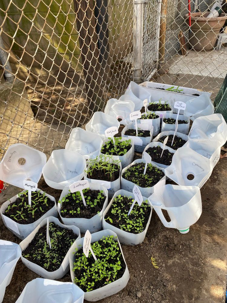A row of milk jugs that have been turned into mini-greenhouses, full of seedlings