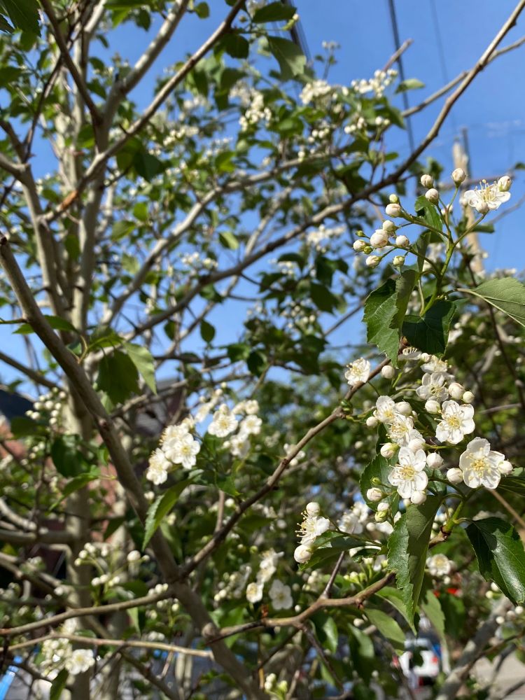 White flowers and buds on a young hawthorne tree