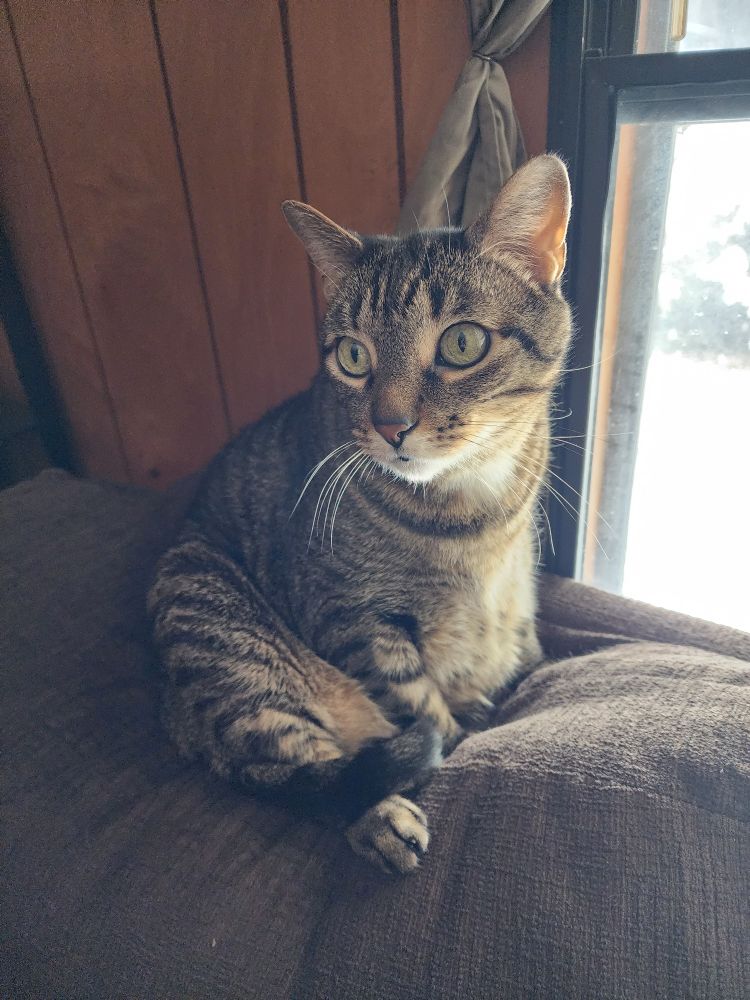 A brown tabby cat sitting on the back of a couch with his legs under him like a human.