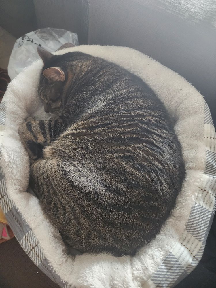 The image shows a tabby cat curled up and sleeping in a cozy, plush pet bed with a soft white lining and a plaid outer design. The cat looks peaceful and comfortable in its resting spot.