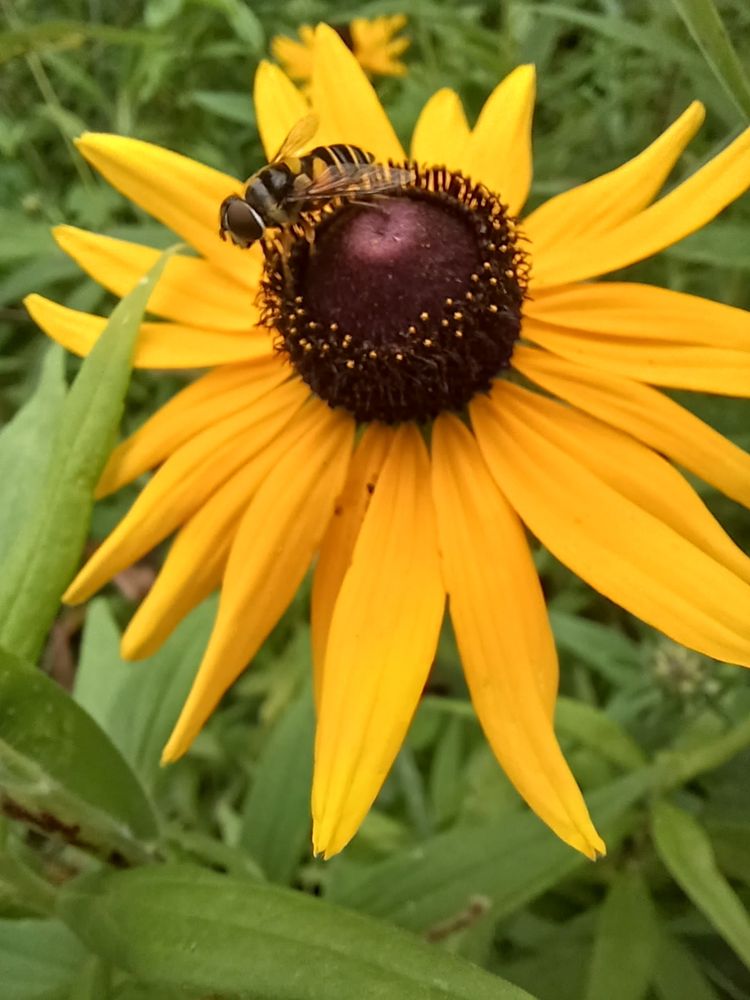 What may be the largest hoverfly ever, looking like a bee on a yellow flower.