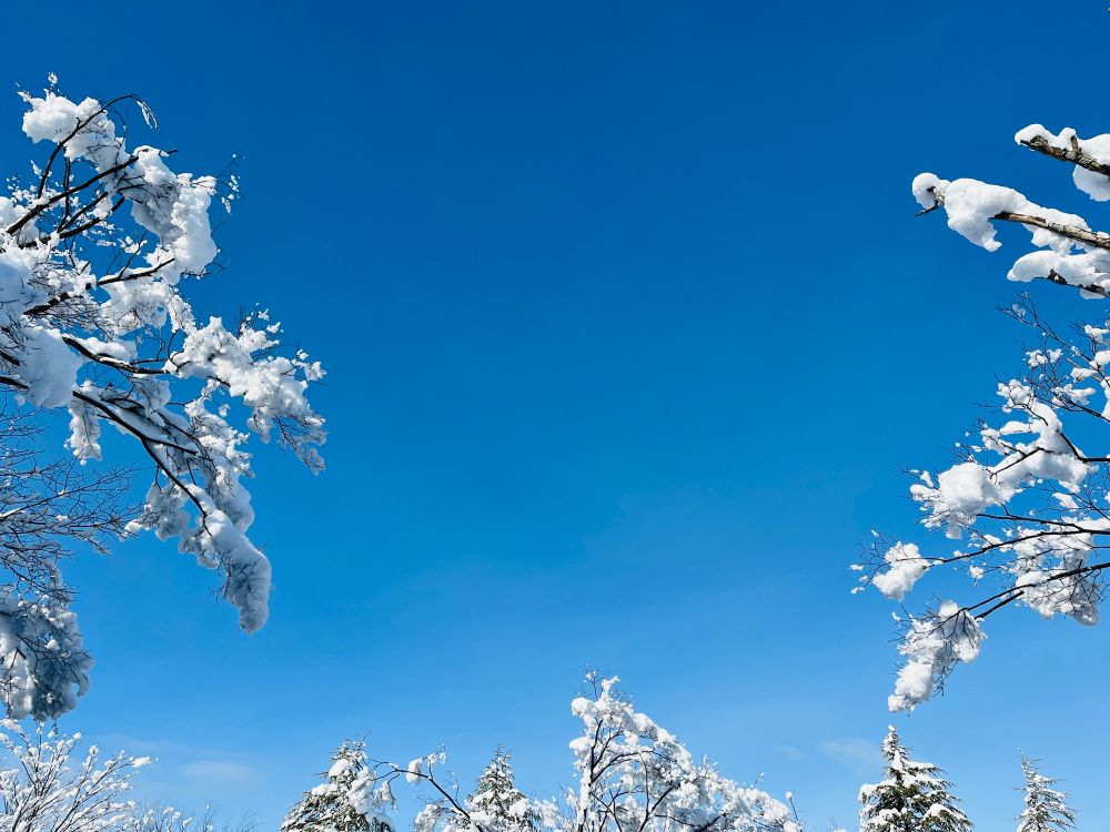 枝に雪が付いた冬の青空