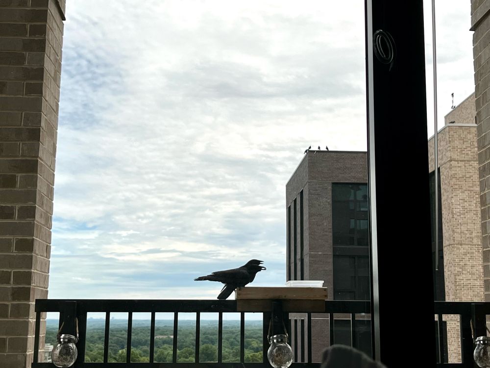 Two crows perched on a balcony feeder high in the sky with food between their beaks, with about 4 or 5 murder members watching on from a neighboring building’s rooftop. 
