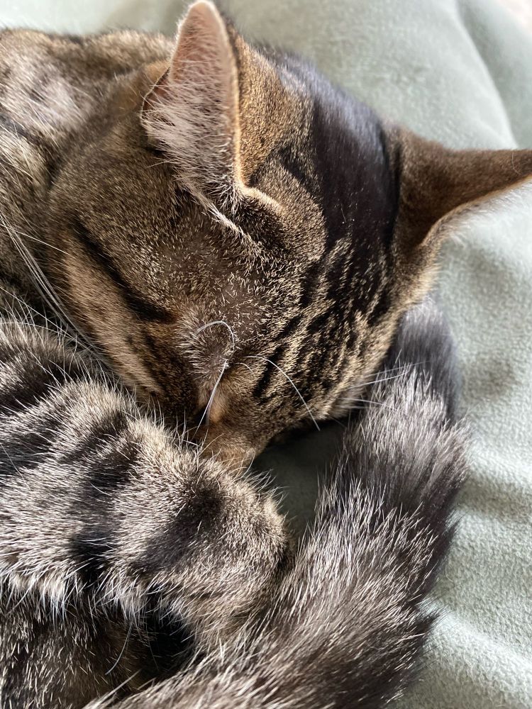 Close up photo of an adorable tabby cat with black, grey, and brown markings. She is curled up in sleep.