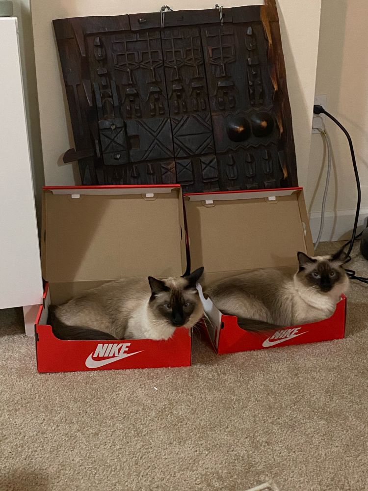 Two cats sitting in Nike shoe boxes 