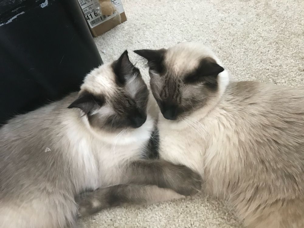 Two cats holding onto each other as they sleep. 