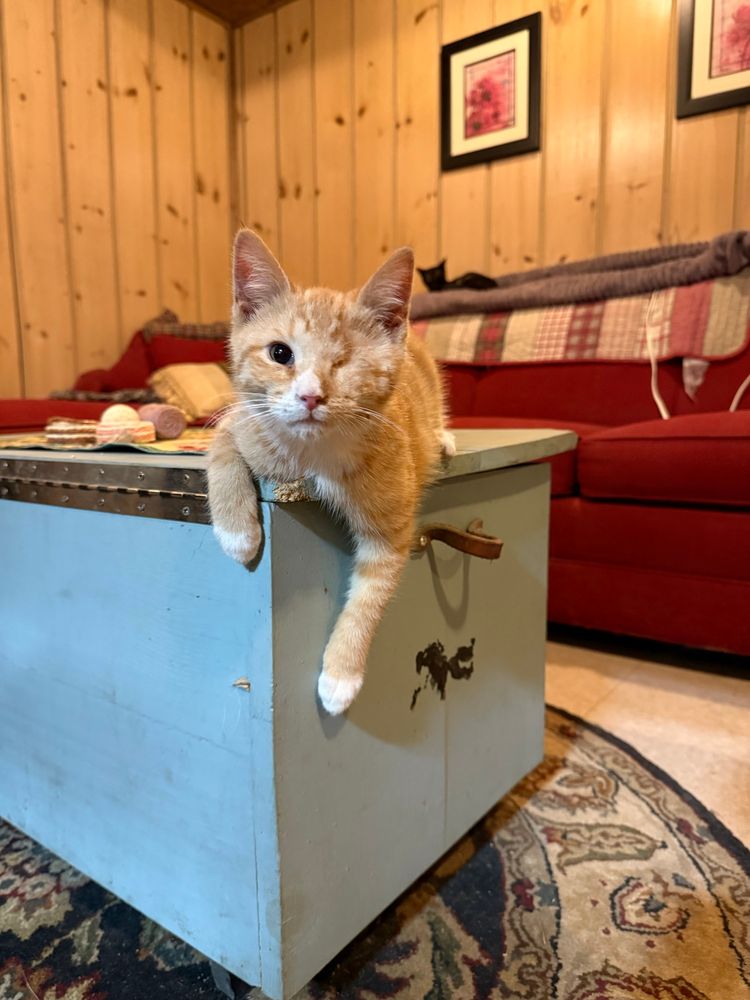 Orange kitten laying in a wooden box. He is missing one eye. He’s staring straight at the camera with his front paws hanging off the edge of the corner of the blue wooden box. 