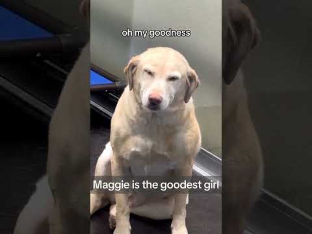 Maggie wins the internet this week! #dogs #maggie #smilingdog #doggo