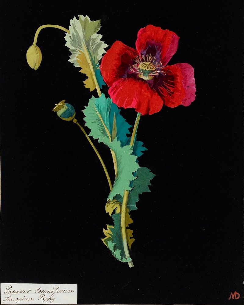 Painting of a red poppy with green leaves and buds on a black background.