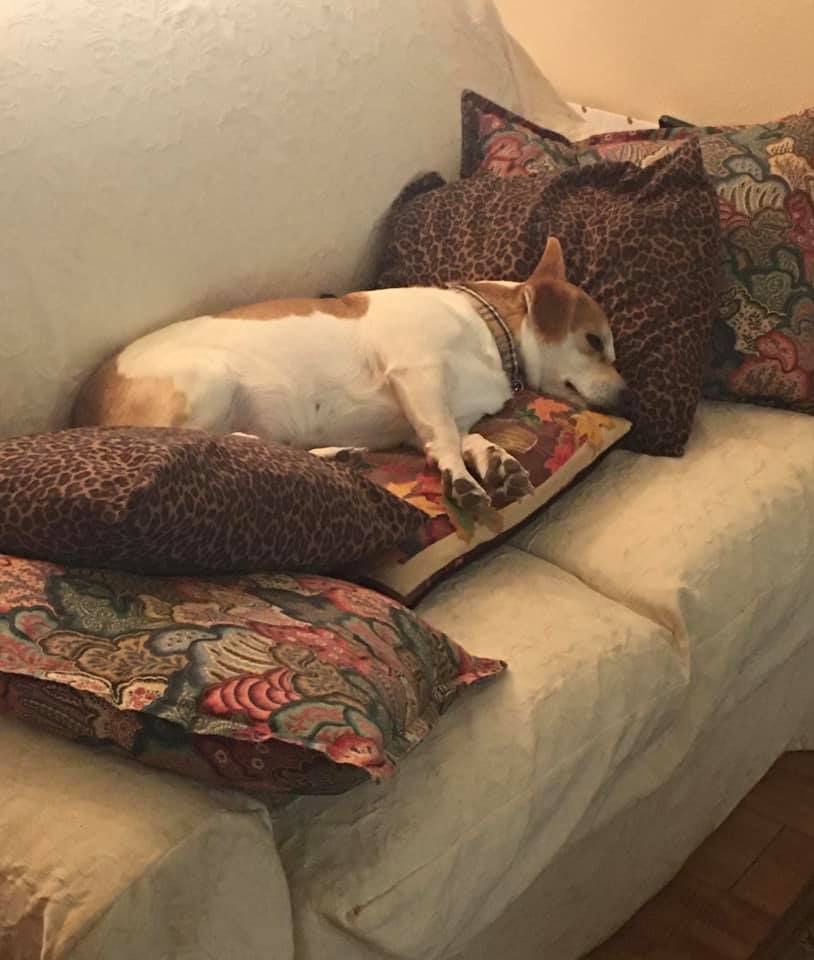 Tan and white terrier asleep in a pillow fort he made himself.