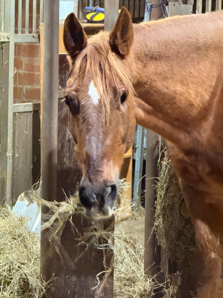 Ein Fuchsfarbenes Pferd schaut zur Kamera während es Heu kaut. Das linke Auge fehlt. 